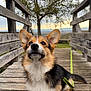 dog, corgi, pet, outdoor, wooden_bridge, leash, tree, nature, animal, canine, fur, ears, portrait, sitting, daylight, scenic, bench, wood, background, curious