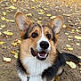 Felipé participe au concours pour gagner de l'argent avec cette photo : dog, corgi, pet, animal, outdoor, leaves, fall, autumn, happy, smiling, ears, fur, canine, nature, playful, ground, leash, friendly, cute, portrait