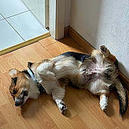 Felipé participe au concours pour gagner de l'argent avec cette photo : dog, corgi, sleeping, indoor, wooden_floor, relaxed, pet, canine, fur, paw, collar, corner, light, shadow, white_wall, tricolor, animal, domestic_animal, laying_down, cute