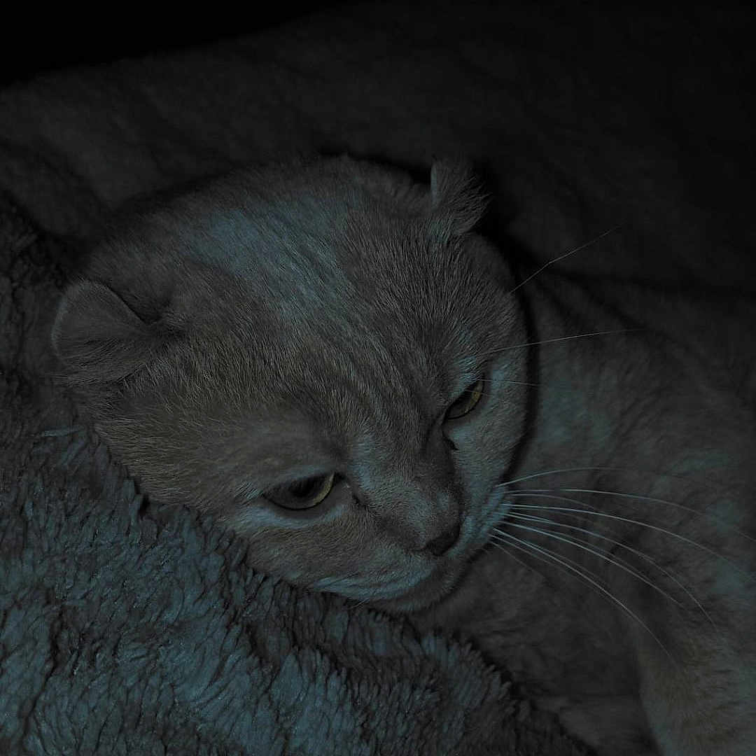 Mr Potter a rejoint le concours — aidez-le/la à gagner de superbes lots ! cat, pet, animal, feline, cozy, blanket, fur, whiskers, sleepy, indoor, soft, texture, cute, resting, closeup, portrait, ears, face, calm, dim_lighting