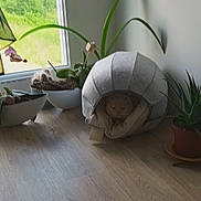 Mr Potté a rejoint le concours — aidez-le/la à gagner de superbes lots ! aloe, animal, beanbag, canine, cat, dog, furniture, indoors, interiordesign, jar, person, pet, plant, planter, pottedplant, pottery, takingcover, vase, window, windowsill