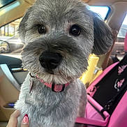Prada joined the competition — help win amazing prizes! animal, car_interior, car_seat, close_up, companion, cute, dog, domestic_animal, furry, gray_fur, hand, indoor, pet, pink_child_seat, pink_collar, seatbelt, sunlight, tag, travel, window