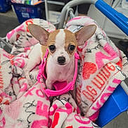 Nala joined the competition — help win amazing prizes! puppy, dog, chihuahua, blanket, shopping_cart, pink_harness, pet, cute, small_dog, indoors, animal, fur, ears, eyes, nose, pet_accessory, soft_texture, comfort, retail_store, curious