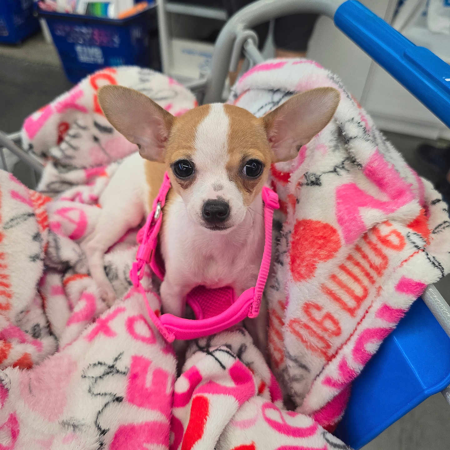 Nala joined the competition — help win amazing prizes! animal, blanket, chihuahua, comfort, curious, cute, dog, ears, eyes, fur, indoors, nose, pet, pet_accessory, pink_harness, puppy, retail_store, shopping_cart, small_dog, soft_texture