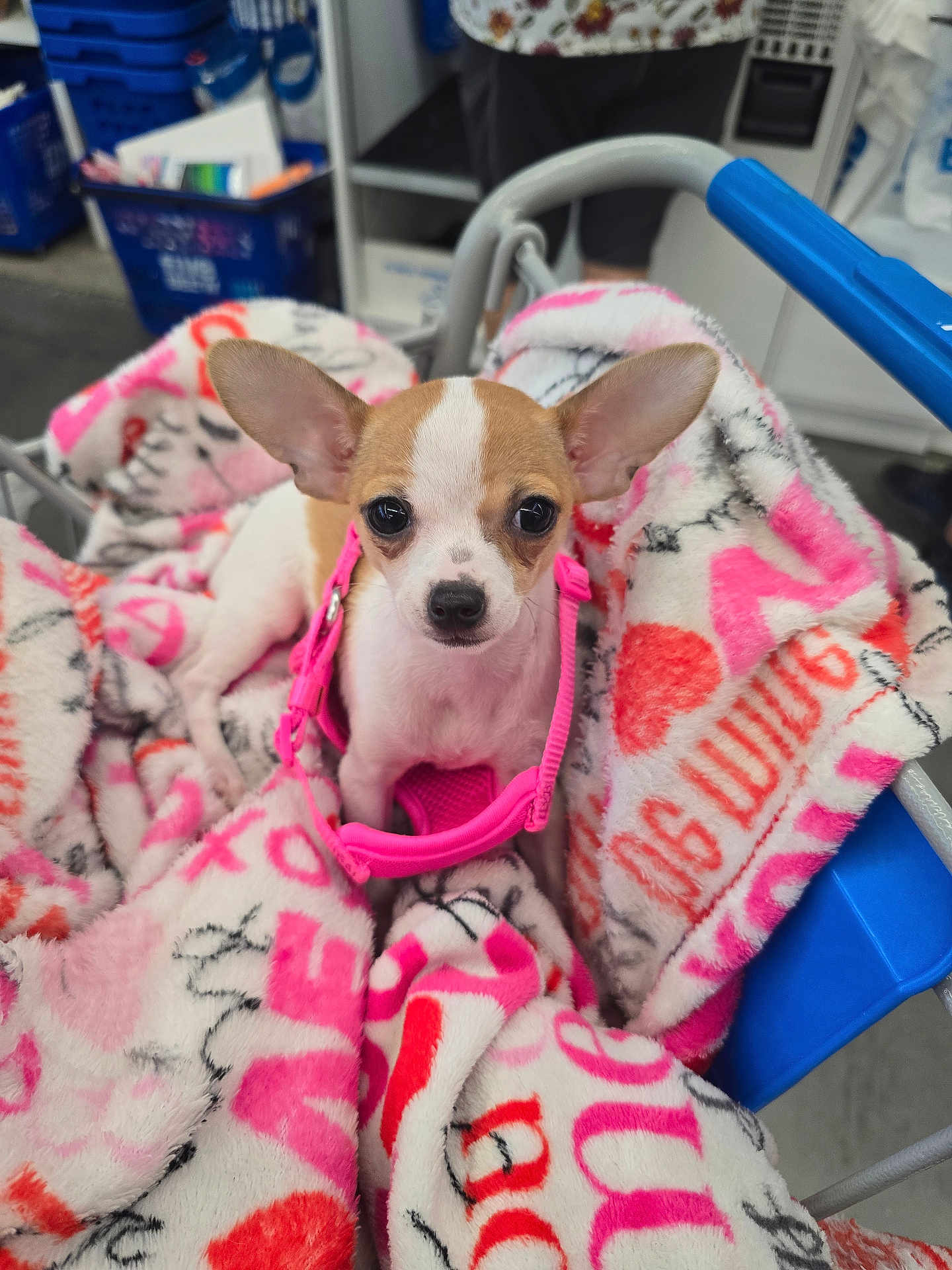 Nala joined the competition — help win amazing prizes! puppy, dog, chihuahua, blanket, shopping_cart, pink_harness, pet, cute, small_dog, indoors, animal, fur, ears, eyes, nose, pet_accessory, soft_texture, comfort, retail_store, curious