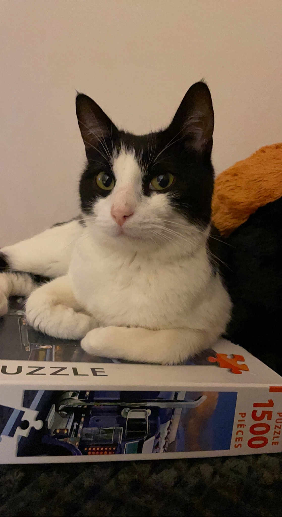 Nuage a rejoint le concours — aidez-le/la à gagner de superbes lots ! automotive_exterior, box, cardboard, carnivore, cat, domestic_short_haired_cat, felidae, fur, gadget, machine, packaging_and_labeling, paper_product, paw, sitting, small_to_medium_sized_cats, tail, whiskers