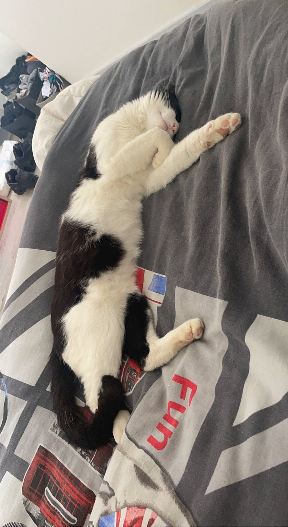 Nuage a rejoint le concours — aidez-le/la à gagner de superbes lots ! automotive_exterior, canidae, carmine, carnivore, cat, comfort, companion_dog, dog_breed, domestic_short_haired_cat, felidae, fur, linens, small_to_medium_sized_cats, sporting_group, tail, whiskers