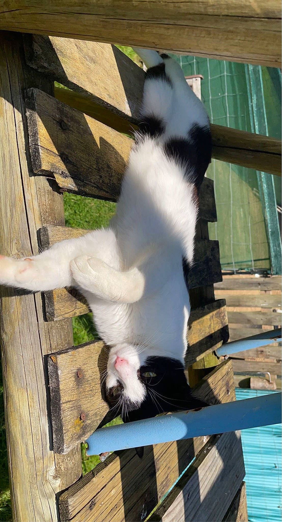 Nuage a rejoint le concours — aidez-le/la à gagner de superbes lots ! canidae, carnivore, cat, companion_dog, dog_breed, felidae, fur, grass, mammal, small_to_medium_sized_cats, snout, sporting_group, tail, vertebrate, whiskers, wood