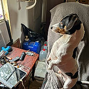 Rowdy is registered to the contest to win money with this photo: black_and_white, blanket, brown, chair, clutter, container, cozy, curious, dog, glasses, indoor, natural_light, pet, reflection, remote_control, sitting, table, tablet, window, wooden_table