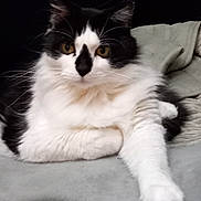 Julie is registered to the contest to win money with this photo: bedding, black_fur, blanket, cat, close_up, cozy, feline, fluffy, indoor, long_fur, paw, pet, portrait, relaxed, sitting, staring, tuxedo_cat, whiskers, white_fur, yellow_eyes