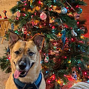 Pasha is registered to the contest to win money with this photo: canine, carpet, celebration, christmas_tree, cozy, decorations, dog, festive, happy, harness, holiday, indoor, lights, ornaments, pet, seasonal, smile, tongue_out, tree, wooden_wall
