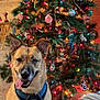 canine, carpet, celebration, christmas_tree, cozy, decorations, dog, festive, happy, harness, holiday, indoor, lights, ornaments, pet, seasonal, smile, tongue_out, tree, wooden_wall