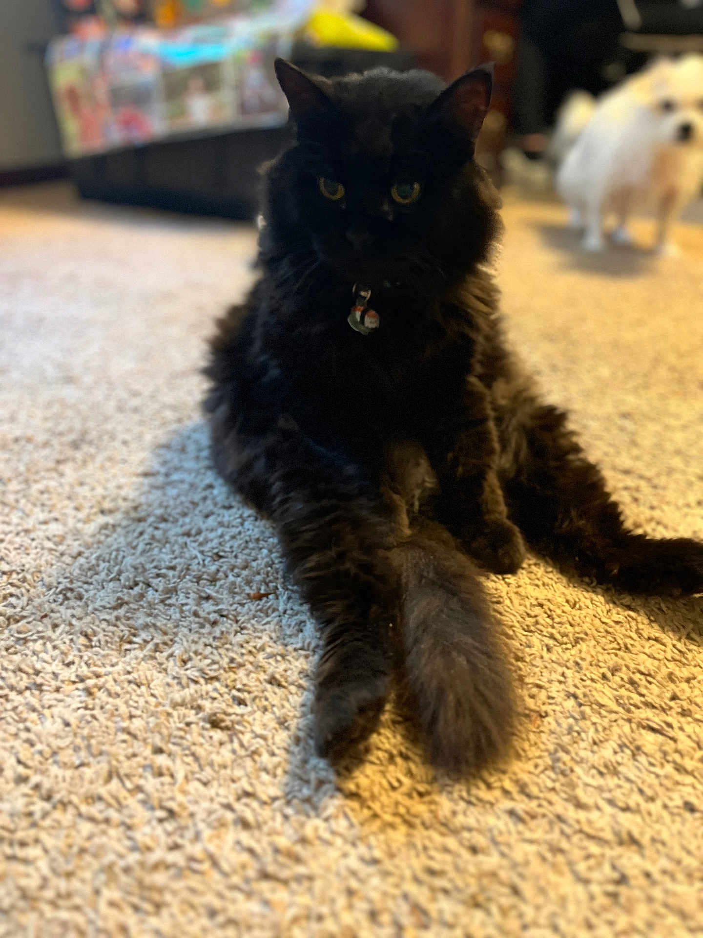 Felix joined the competition — help win amazing prizes! black_cat, cat, dog, white_dog, carpet, indoor, pet, fluffy, animal, relaxed, feline, canine, collar, domestic_animal, fur, sitting, blurred_background, household, companion, curious