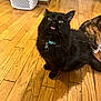 Felix joined the competition — help win amazing prizes! black_cat, tabby_cat, cat_collar, wooden_floor, indoor, pet, feline, tongue_out, fluffy_fur, domestic_cat, flooring, household, animal, cute, playful, pet_food, collar_tag, two_cats, floorboards, home