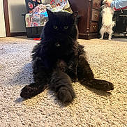 Felix joined the competition — help win amazing prizes! cat, black_cat, dog, white_dog, carpet, indoor, furniture, person, office_chair, drawer, relaxed, pet, animal, home, sprawled, interaction, cute, fur, playing, domestic