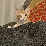 Tigroux a rejoint le concours — aidez-le/la à gagner de superbes lots ! cat, kitten, orange_cat, white_cat, blanket, cozy, indoor, curtain, pillow, patterned_pillow, furniture, pet, cute, curious, wide_eyes, fur, animal, resting, soft_texture, home