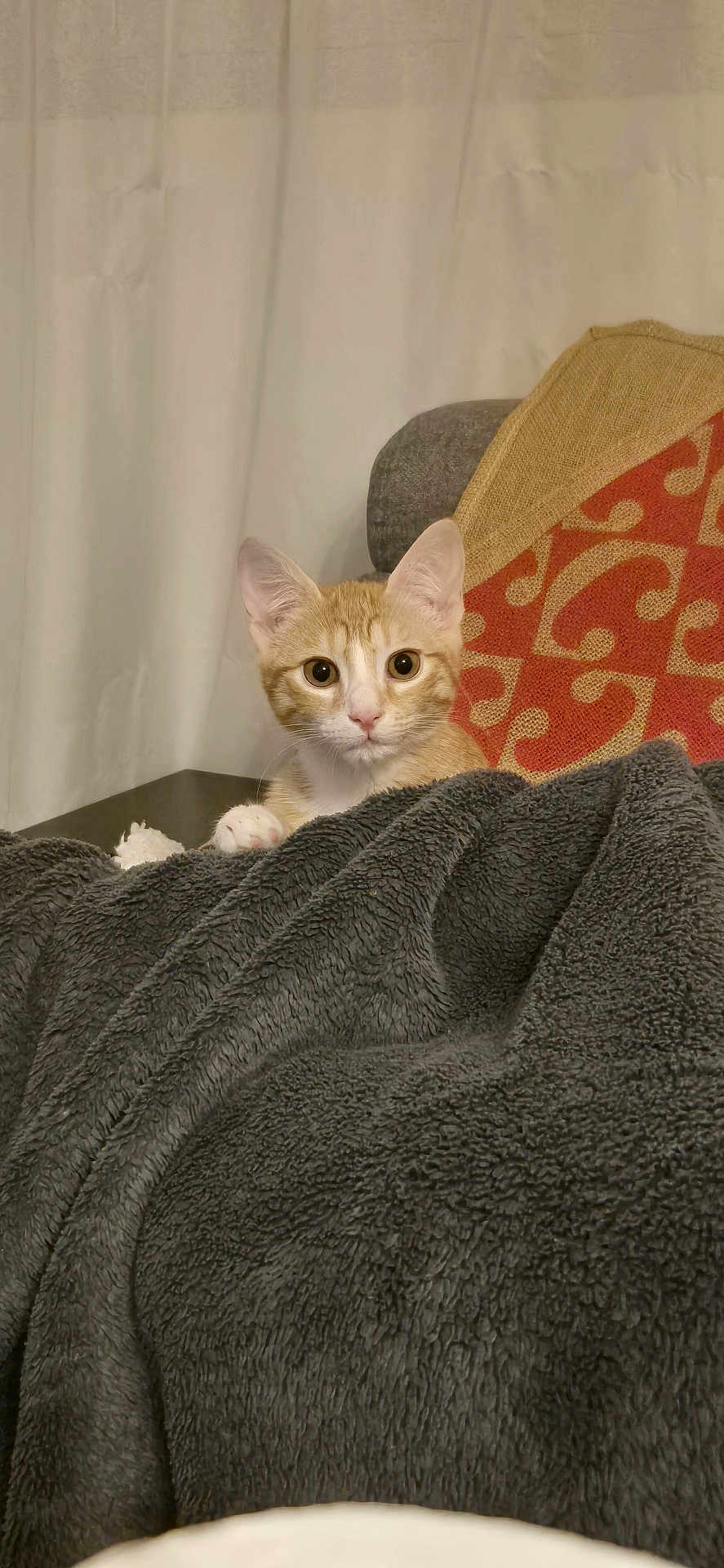 Tigroux a rejoint le concours — aidez-le/la à gagner de superbes lots ! cat, kitten, orange_cat, white_cat, blanket, cozy, indoor, curtain, pillow, patterned_pillow, furniture, pet, cute, curious, wide_eyes, fur, animal, resting, soft_texture, home