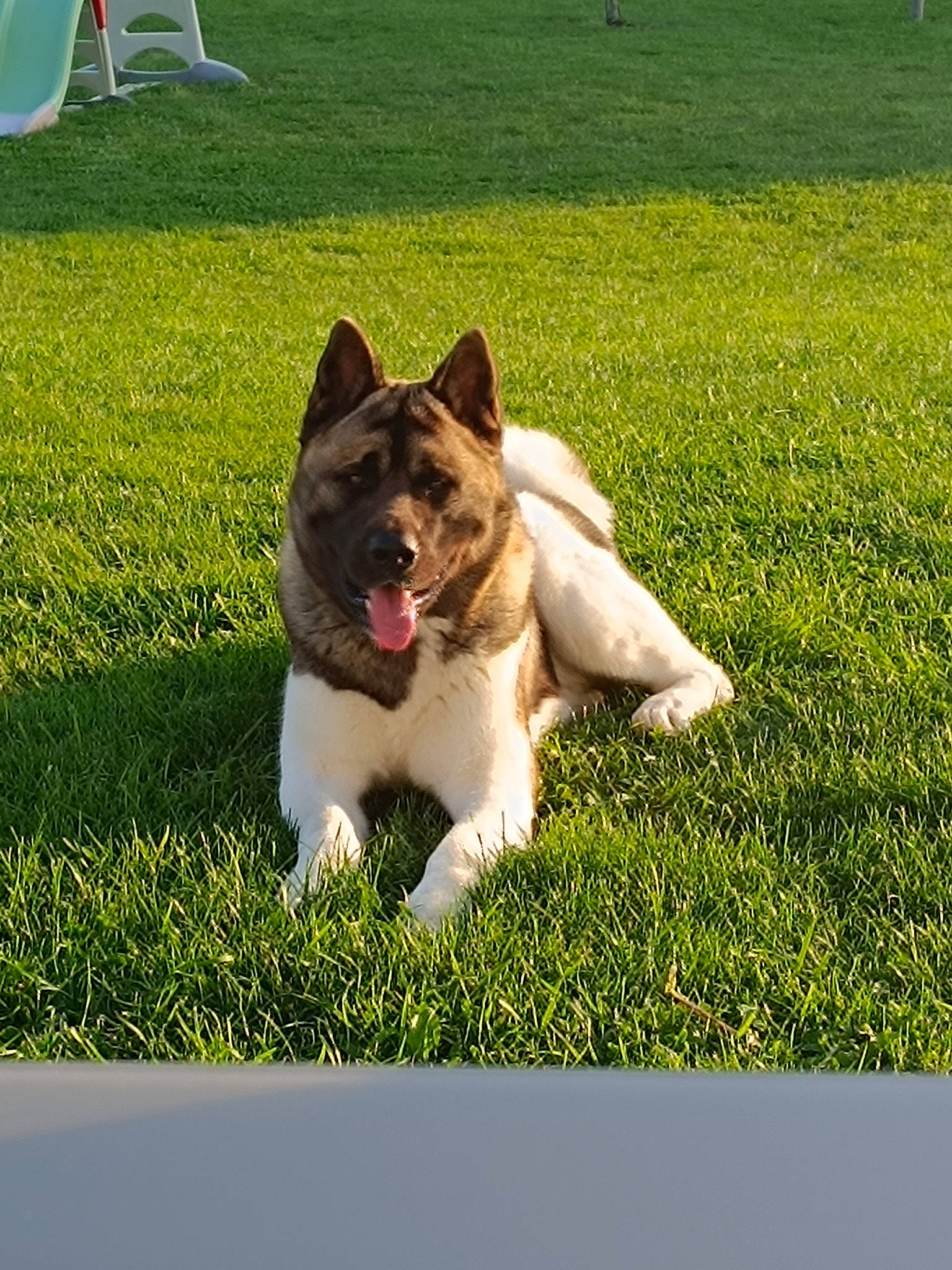 Taïko a rejoint le concours — aidez-le/la à gagner de superbes lots ! carnivore, companion_dog, dog, dog_breed, fawn, flooring, foot, grass, grassland, green, groundcover, happy, lawn, non_sporting_group, people_in_nature, plant, rectangle, sporting_group, square, working_animal