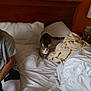 bed, beige_blanket, blanket, cat, cozy, curious, furniture, headboard, human, indoor, lamp, orange_wall, person, pillow, remote_control, rumpled_bed, seated, sheet, tabby_cat, white_sheet