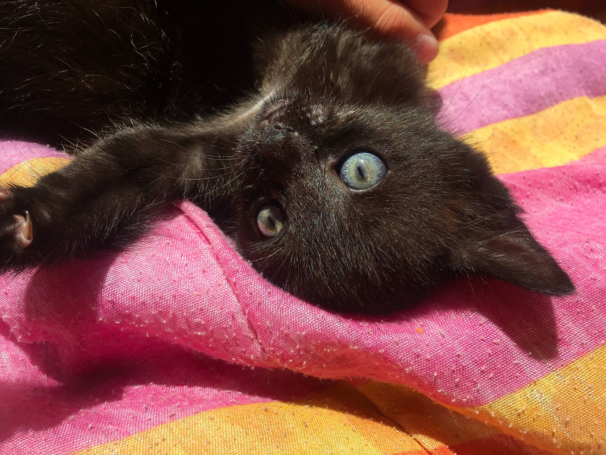 Lilou participe au concours pour gagner de l'argent avec cette photo : black_cat, bombay, carnivore, cat, felidae, fur, kitten, korat, russian_blue, small_to_medium_sized_cats, whiskers