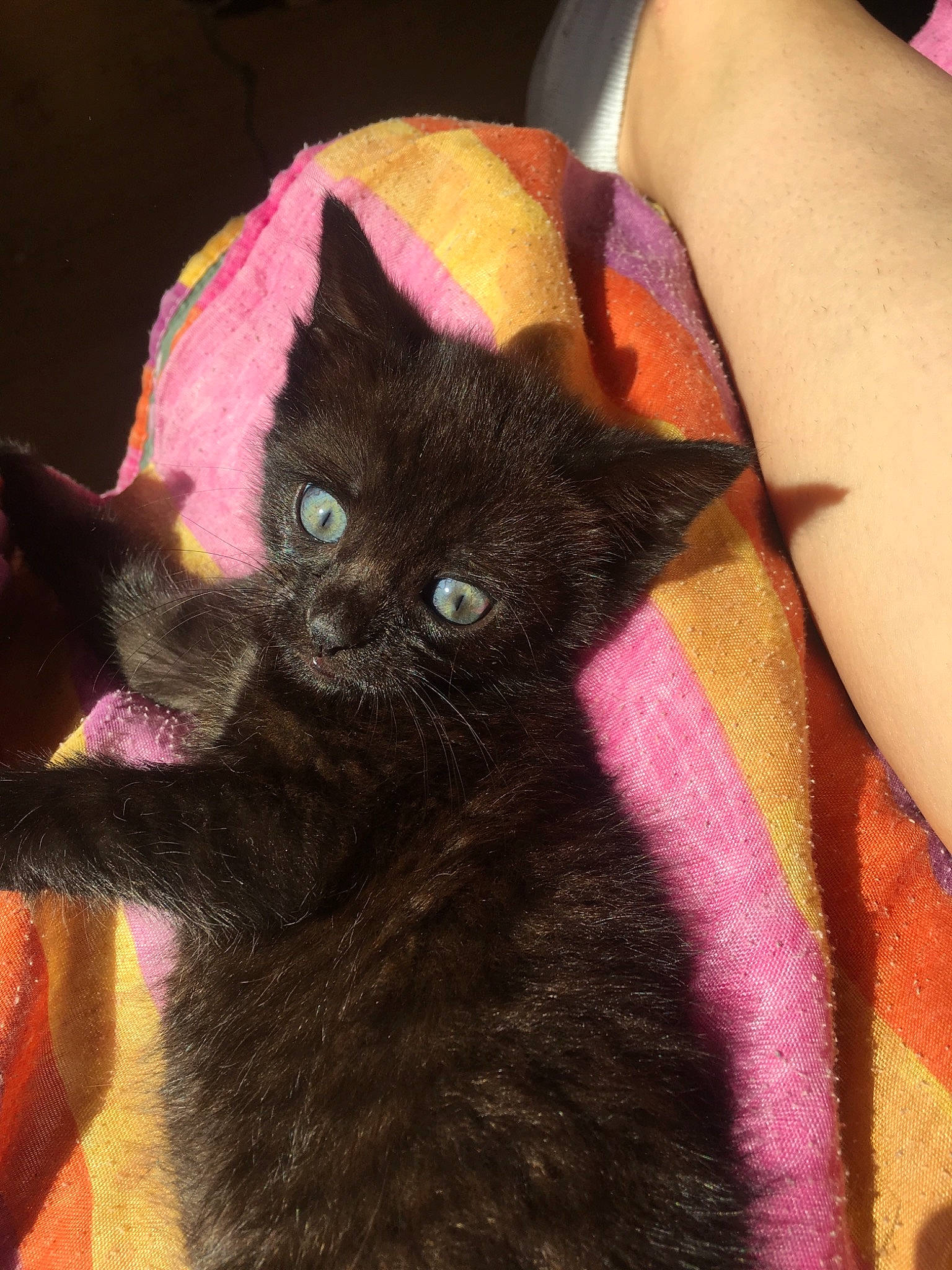 Lilou participe au concours pour gagner de l'argent avec cette photo : asian, black_cat, bombay, british_shorthair, carnivore, cat, domestic_short_haired_cat, felidae, fur, german_rex, kitten, korat, mammal, small_to_medium_sized_cats, tail, whiskers