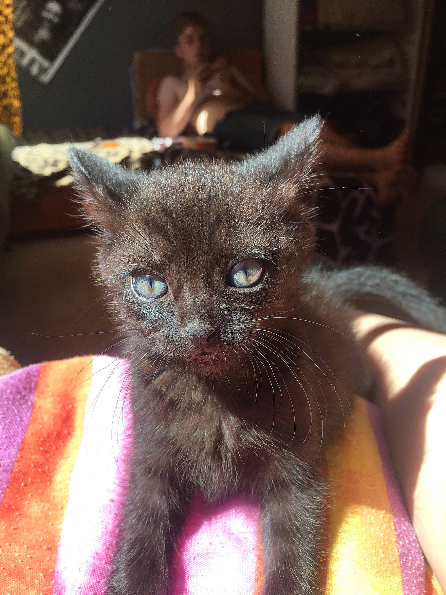 Lilou participe au concours pour gagner de l'argent avec cette photo : asian, black_cat, burmese, carnivore, cat, domestic_short_haired_cat, ear, fawn, felidae, fur, german_rex, kitten, korat, mammal, nebelung, small_to_medium_sized_cats, snout, vertebrate, whiskers