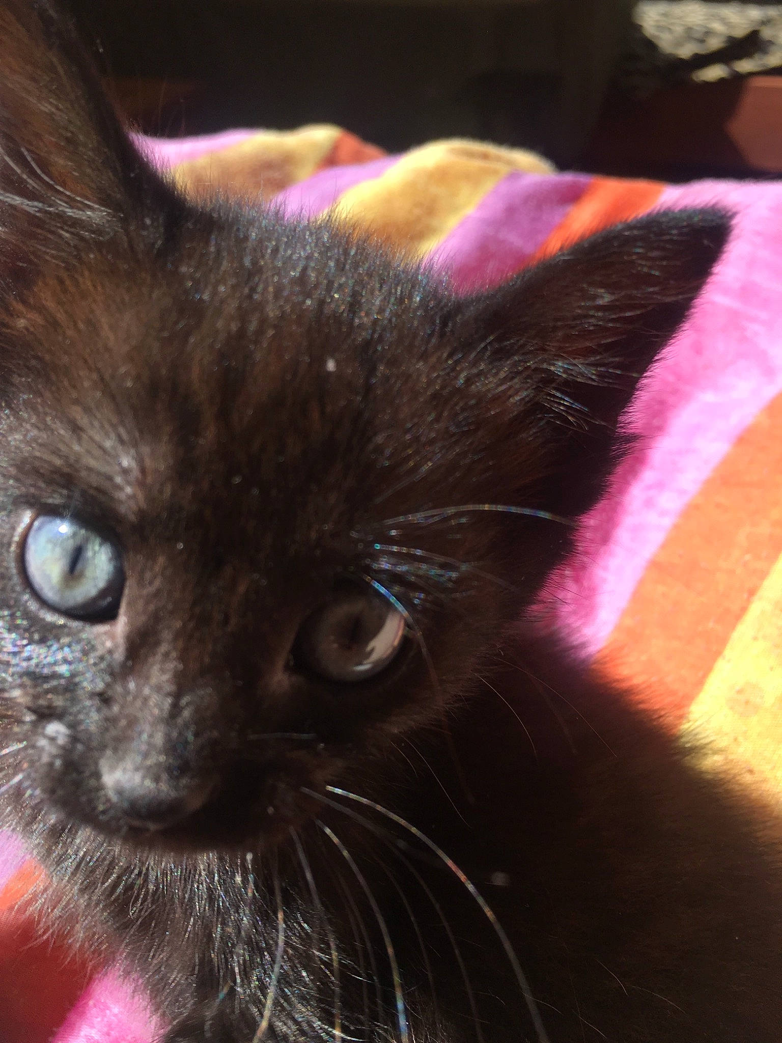 Lilou participe au concours pour gagner de l'argent avec cette photo : asian, black, black_cat, bombay, burmese, carnivore, cat, close_up, domestic_short_haired_cat, ear, eye, felidae, fur, havana_brown, iris, kitten, mammal, small_to_medium_sized_cats, snout, whiskers