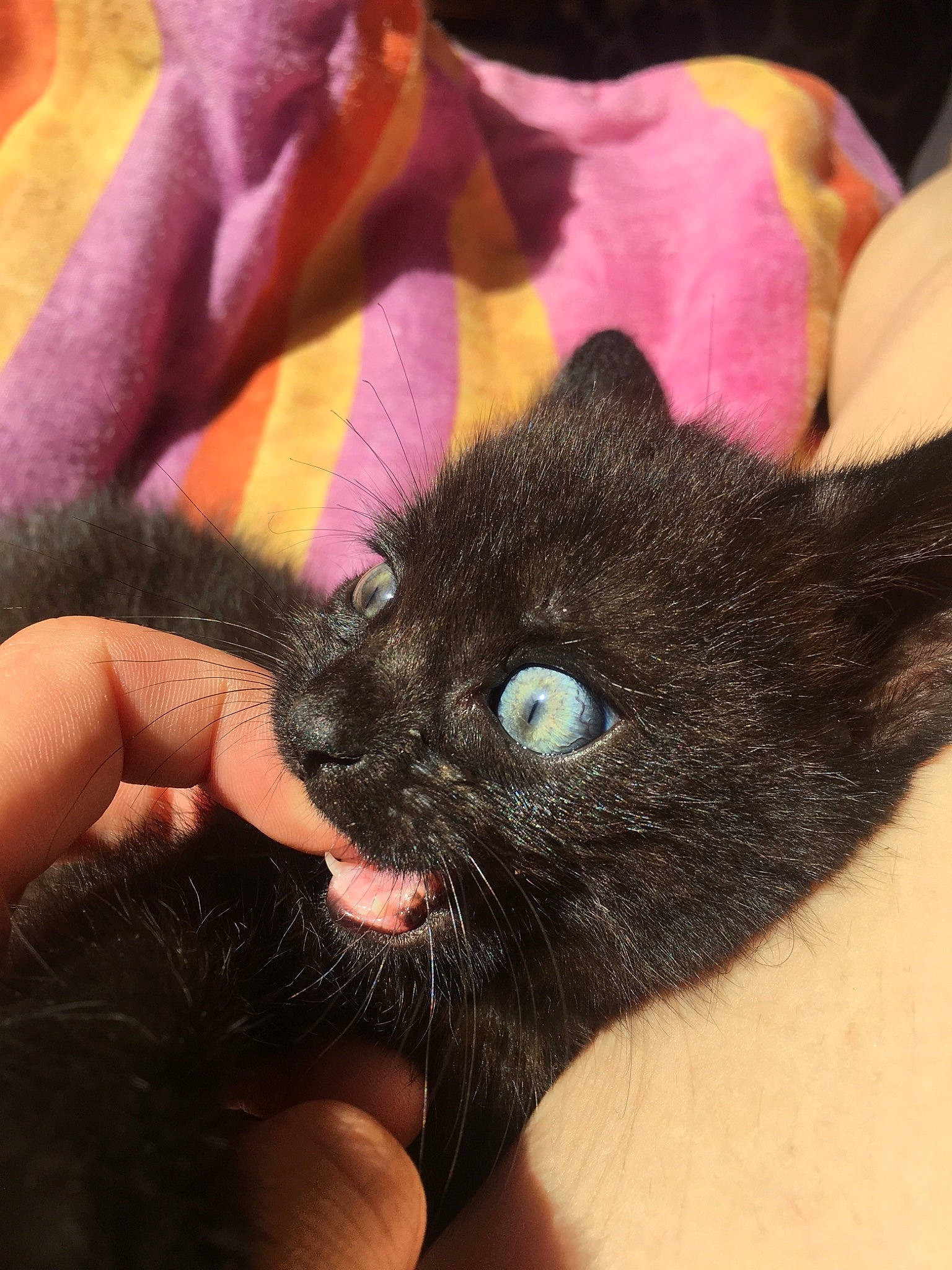 Lilou a rejoint le concours — aidez-le/la à gagner de superbes lots ! black_cat, black_hair, bombay, burmese, carnivore, cat, claw, ear, eye, felidae, finger, fur, hand, kitten, mammal, nail, neck, skin, small_to_medium_sized_cats, whiskers