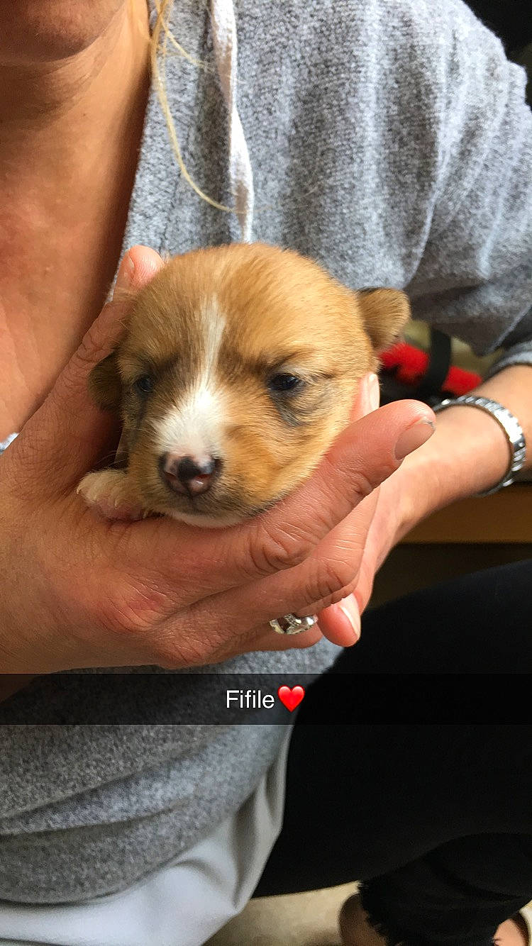 Shiva participe au concours pour gagner de l'argent avec cette photo : canidae, carnivore, companion_dog, dog, dog_breed, fawn, jack_russell_terrier, mammal, parson_russell_terrier, puppy, puppy_love, russell_terrier, vertebrate