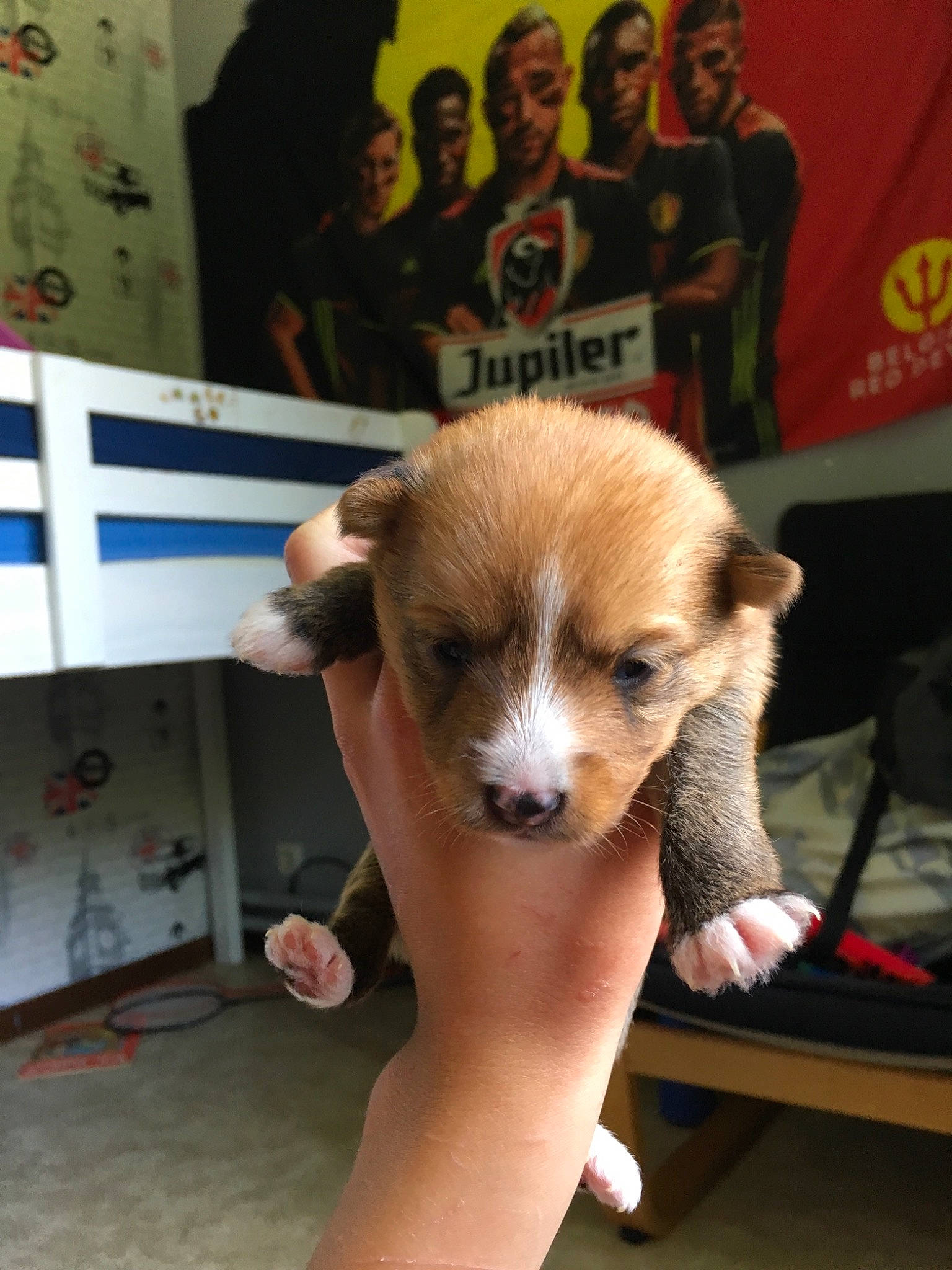 Shiva a rejoint le concours — aidez-le/la à gagner de superbes lots ! akita, canidae, cardigan_welsh_corgi, carnivore, companion_dog, dog, dog_breed, fawn, mammal, pembroke_welsh_corgi, pomeranian, puppy, rare_breed_dog, vertebrate, welsh_corgi