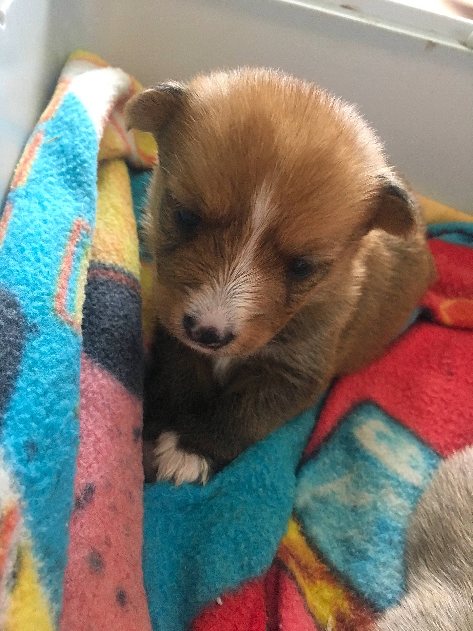 Shiva participe au concours pour gagner de l'argent avec cette photo : canidae, carnivore, companion_dog, dog, dog_breed, fawn, mammal, pomeranian, puppy, spitz, sporting_group, vertebrate