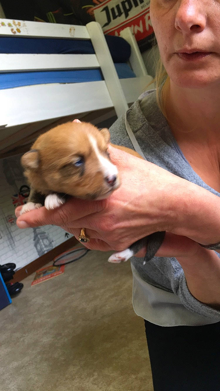 Shiva a rejoint le concours — aidez-le/la à gagner de superbes lots ! canidae, carnivore, companion_dog, dog, dog_breed, fawn, mammal, puppy