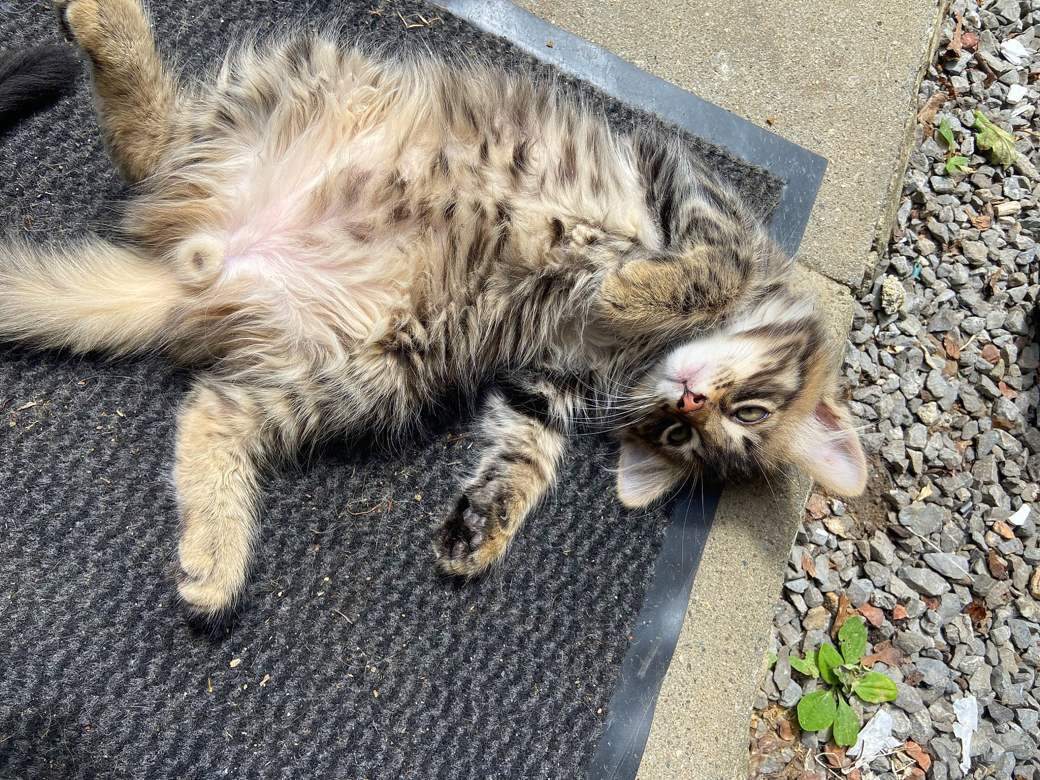 Arès participe au concours pour gagner de l'argent avec cette photo : asphalt, carnivore, cat, claw, cobblestone, domestic_short_haired_cat, felidae, fur, grass, paw, road_surface, sand, sidewalk, small_to_medium_sized_cats, snout, street, tail, terrestrial_animal, whiskers, wildlife