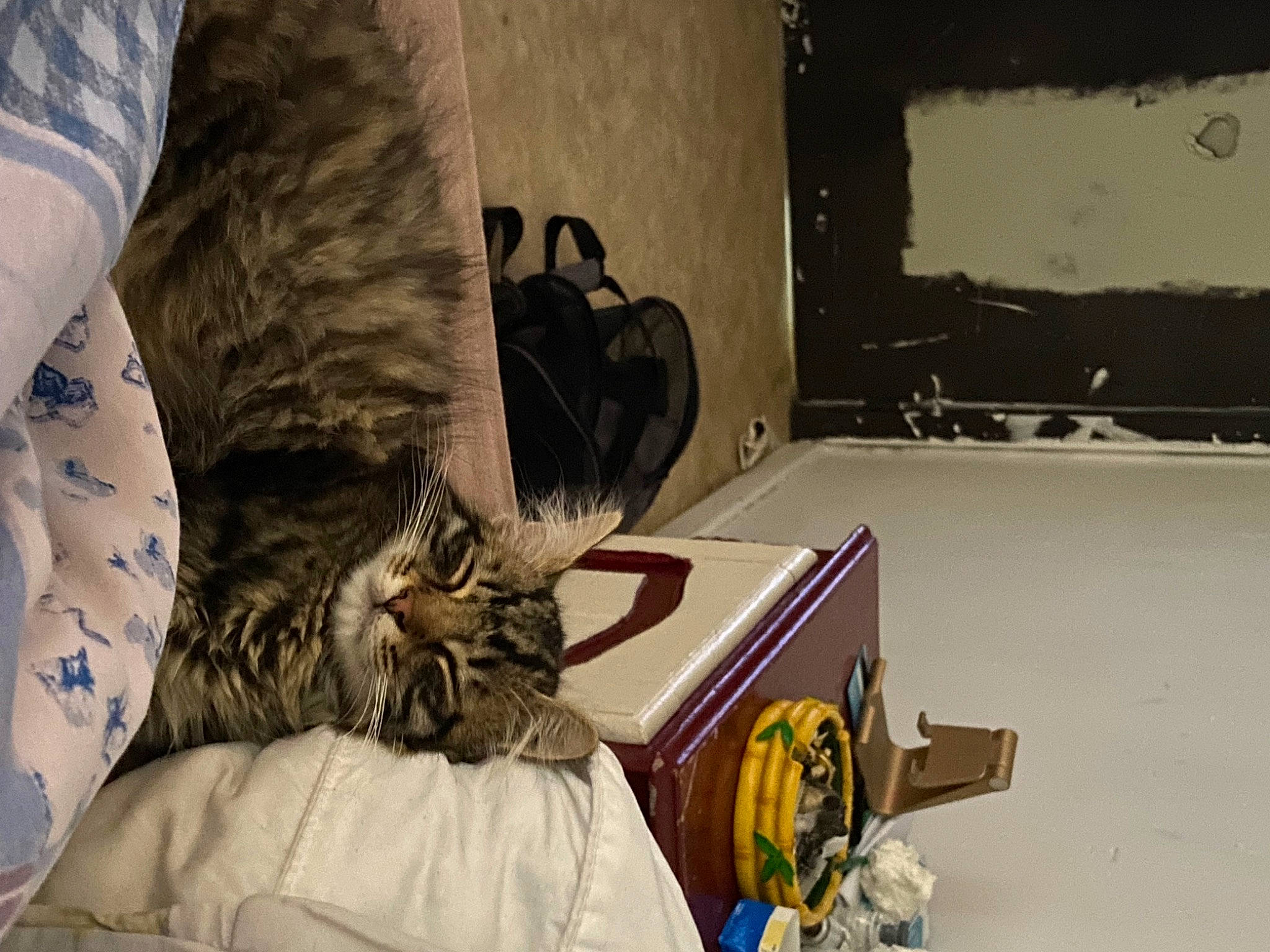 Arès a rejoint le concours — aidez-le/la à gagner de superbes lots ! bag, bed, bed_sheet, bedding, bedroom, carnivore, cat, comfort, domestic_short_haired_cat, felidae, fur, linens, luggage_and_bags, room, small_to_medium_sized_cats, visual_arts, whiskers