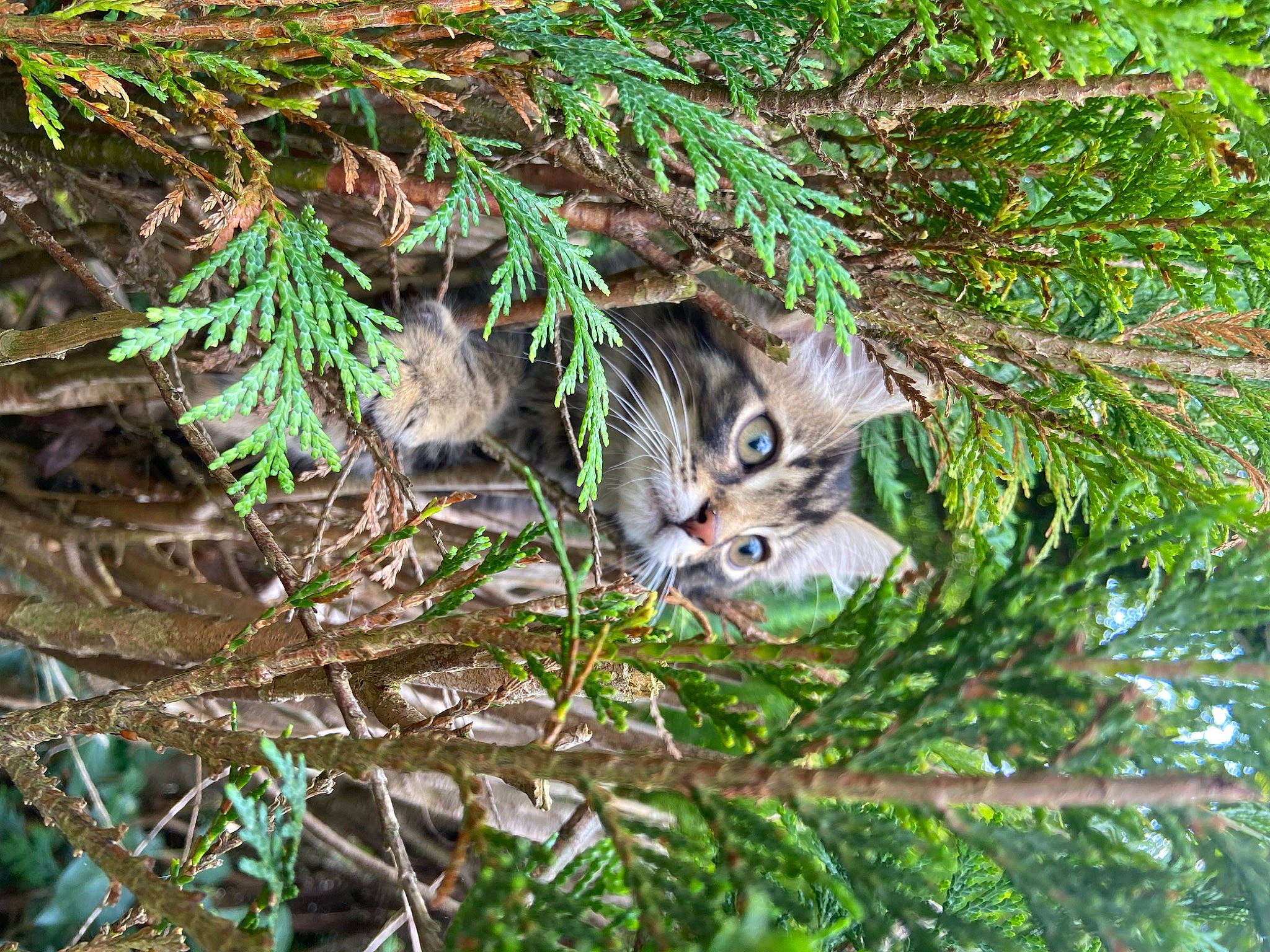Arès participe au concours pour gagner de l'argent avec cette photo : branch, carnivore, cat, domestic_short_haired_cat, felidae, fur, grass, groundcover, plant, small_to_medium_sized_cats, snout, tail, terrestrial_animal, terrestrial_plant, tree, trunk, twig, whiskers, wildlife, wood