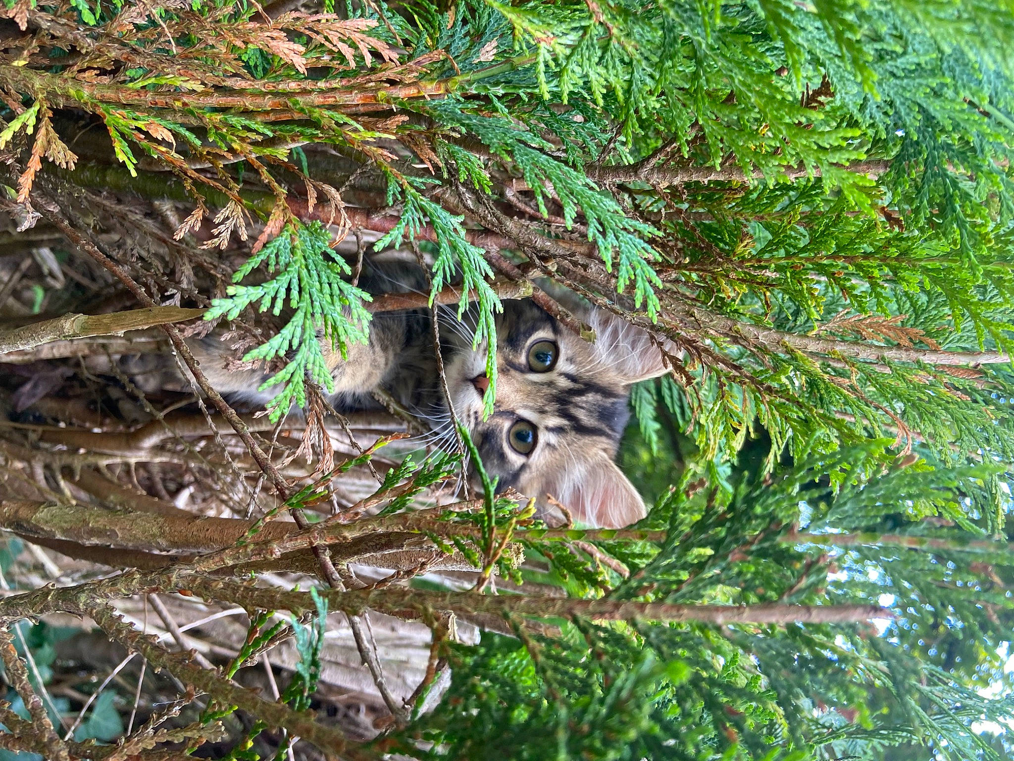Arès a rejoint le concours — aidez-le/la à gagner de superbes lots ! branch, cat, conifer, evergreen, felidae, grass, groundcover, plant, rodent, small_to_medium_sized_cats, squirrel, tail, terrestrial_animal, terrestrial_plant, tree, trunk, twig, whiskers, wildlife, wood