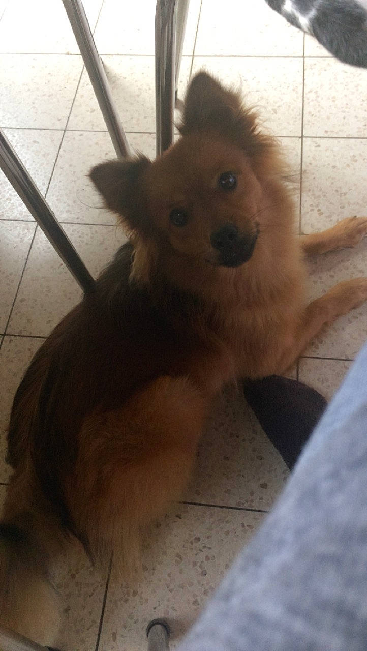 Kenzo a rejoint le concours — aidez-le/la à gagner de superbes lots ! canidae, carnivore, companion_dog, dog, dog_breed, eurasier, fawn, finnish_spitz, german_spitz, german_spitz_klein, german_spitz_mittel, mammal, non_sporting_group, pomeranian, spitz, toy_dog, vertebrate, volpino_italiano