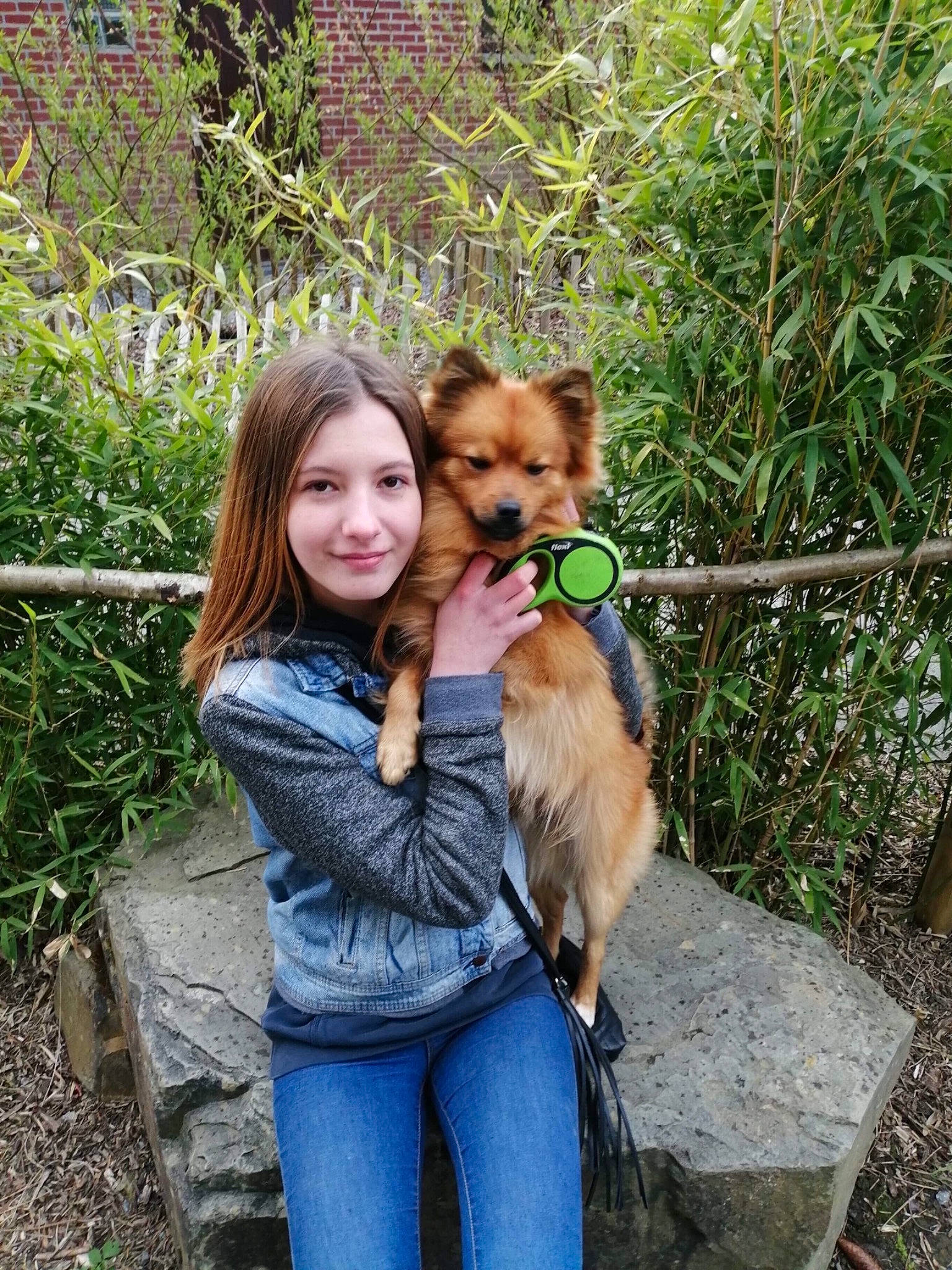 Kenzo participe au concours pour gagner de l'argent avec cette photo : australian_terrier, canidae, carnivore, companion_dog, dog, dog_breed, dog_walking, fawn, norwich_terrier, pomeranian