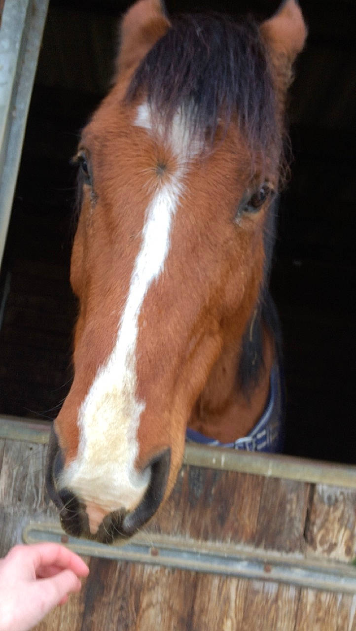 King participe au concours pour gagner de l'argent avec cette photo : colt, ear, foal, horse, livestock, mammal, mane, mare, mustang_horse, nose, pony, snout, sorrel, vertebrate