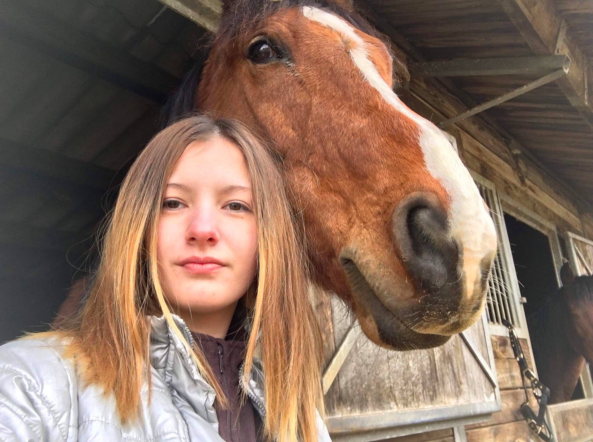 King a rejoint le concours — aidez-le/la à gagner de superbes lots ! hair, horse, horse_grooming, horse_supplies, liver, mane, mare, mustang_horse, nose, pony, shetland_pony, smile, snout, sorrel, stable, stallion