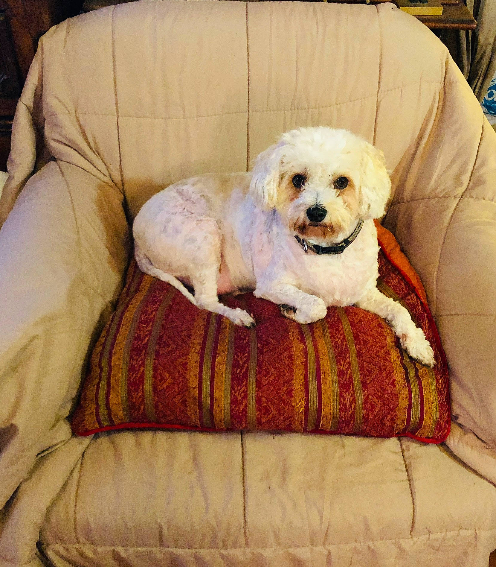 Jackson a rejoint le concours — aidez-le/la à gagner de superbes lots ! bichon, bolognese, canidae, carnivore, cavachon, cavapoo, cockapoo, companion_dog, dog, dog_breed, maltepoo, maltese, mammal, poodle, poodle_crossbreed, puppy, puppy_love, schnoodle, sporting_group, vertebrate