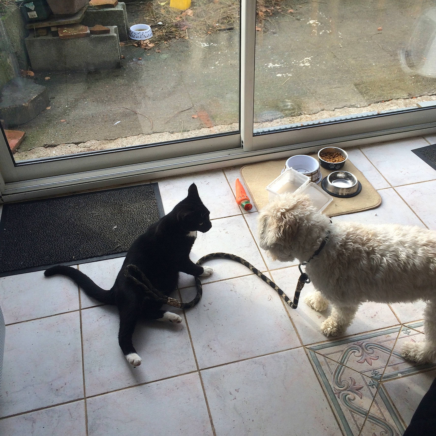 Figaro participe au concours pour gagner de l'argent avec cette photo : canidae, carnivore, cat, companion_dog, dog, dog_breed, felidae, kitten, small_to_medium_sized_cats, square, tail, whiskers