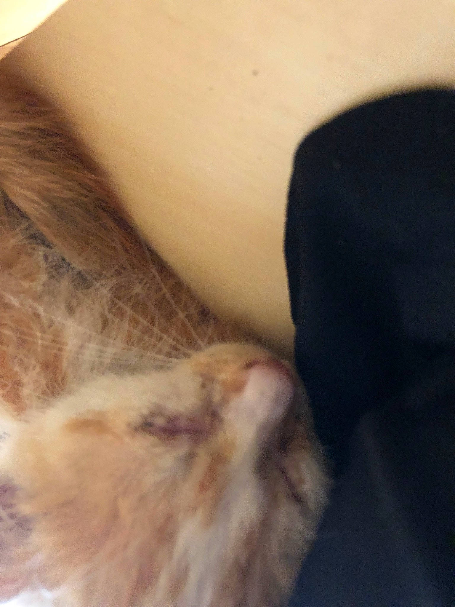 Crevette participe au concours pour gagner de l'argent avec cette photo : canidae, carnivore, cat, ear, fawn, felidae, fur, neck, small_to_medium_sized_cats, tail, whiskers