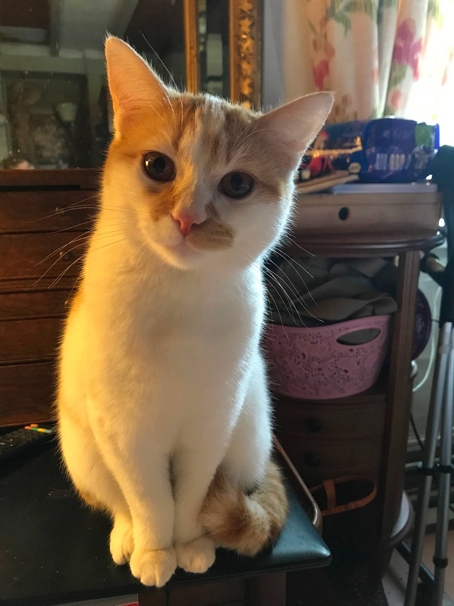 Crevette participe au concours pour gagner de l'argent avec cette photo : aegean_cat, american_wirehair, asian, burmilla, carnivore, cat, colorpoint_shorthair, domestic_short_haired_cat, fawn, felidae, german_rex, japanese_bobtail, javanese, kitten, mammal, ojos_azules, small_to_medium_sized_cats, turkish_angora, turkish_van, whiskers