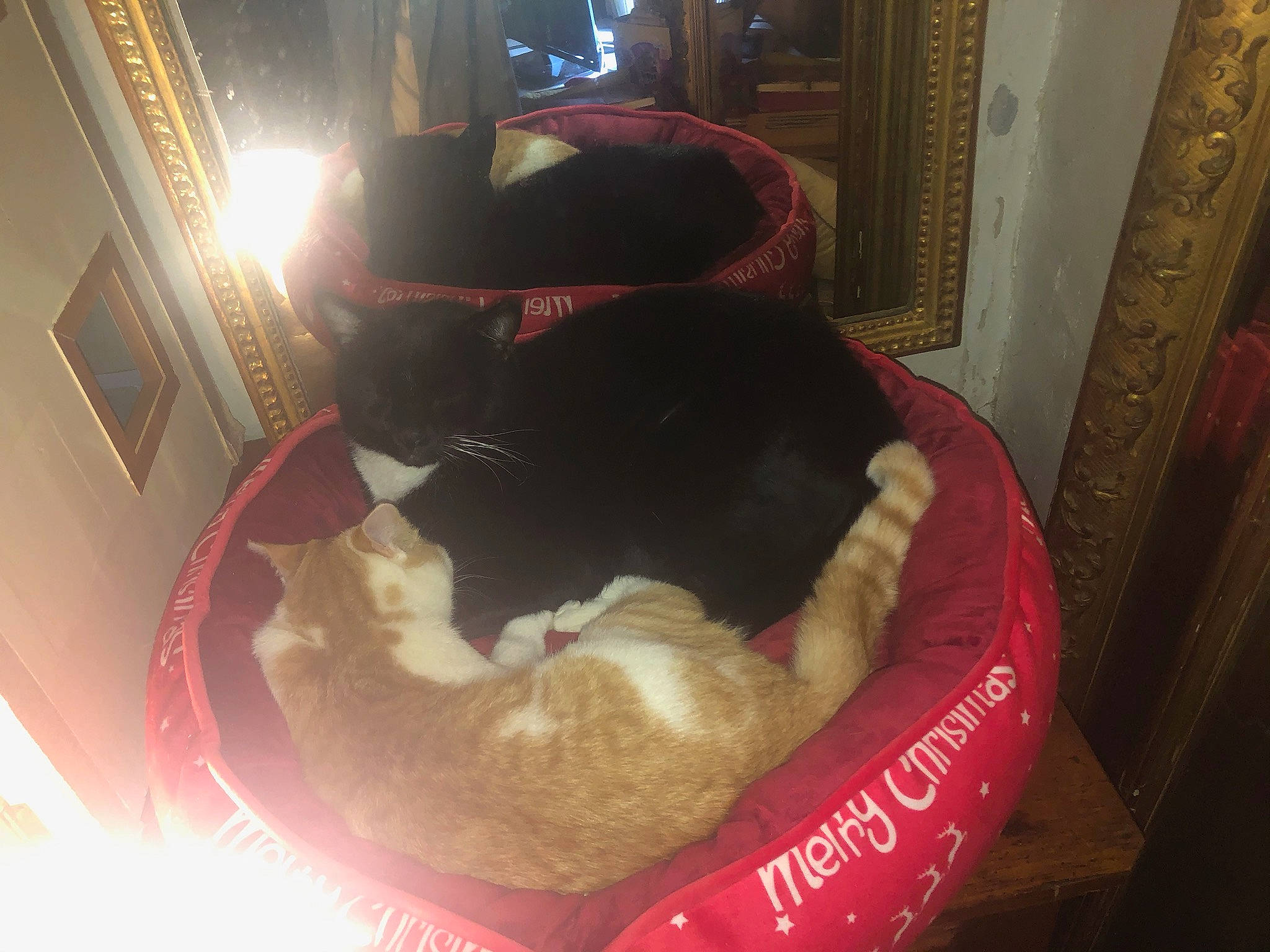 Crevette participe au concours pour gagner de l'argent avec cette photo : canidae, carnivore, cat, companion_dog, fawn, felidae, fur, small_to_medium_sized_cats