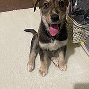 Ozzy is registered to the contest to win money with this photo: puppy, dog, tongue_out, sitting, carpet, indoor, cute, pet, animal, basket, toy, brown, black, white, fur, young, playful, looking_at_camera, home, floor