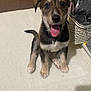 puppy, dog, tongue_out, sitting, carpet, indoor, cute, pet, animal, basket, toy, brown, black, white, fur, young, playful, looking_at_camera, home, floor