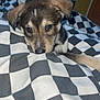 Ozzy joined the competition — help win amazing prizes! puppy, dog, pet, animal, cute, sleepy, bed, blanket, checkered, indoor, fur, ears, face, resting, cozy, young, domestic_animal, canine, comfort, closeup