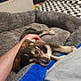Ozzy joined the competition — help win amazing prizes! puppy, dog, pet, bed, plush_bed, gray_bed, blue_blanket, hand, human_arm, resting, indoor, cozy, comfort, checkered_blanket, radiator, fur, cute, young_dog, relaxed, animal