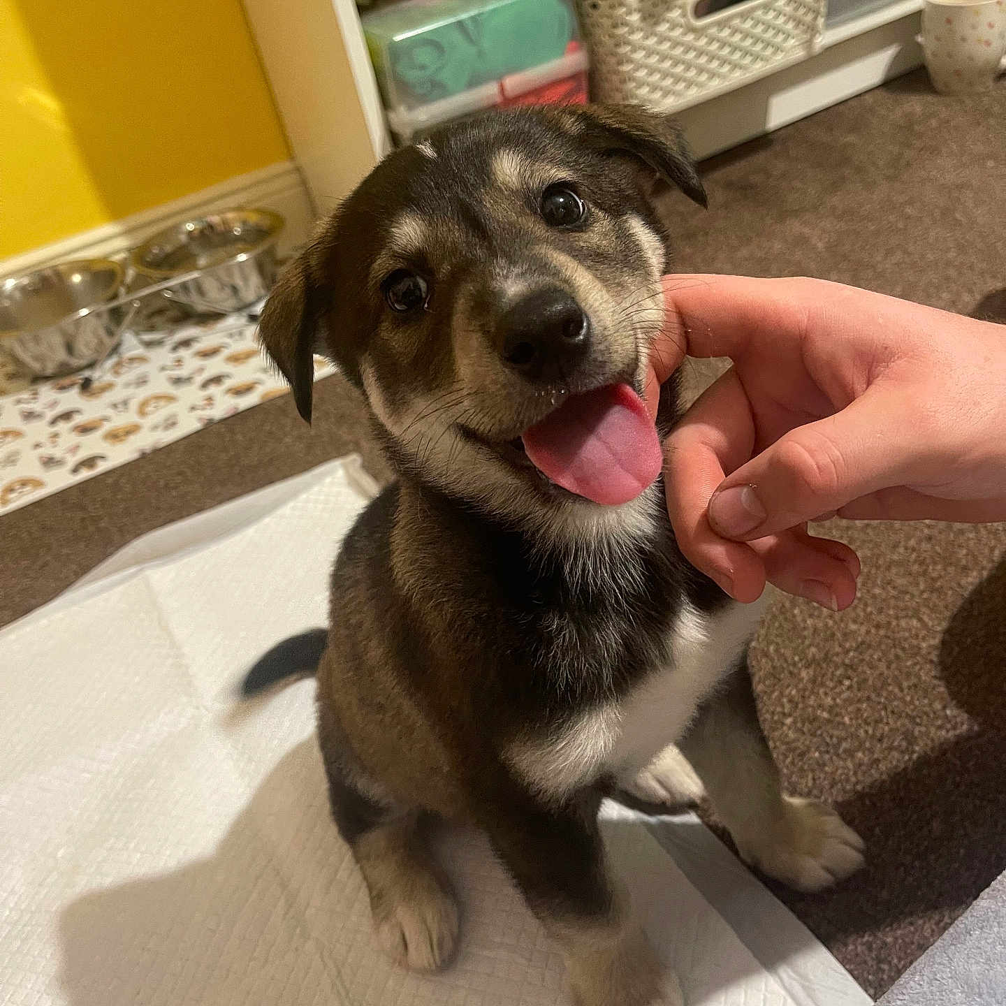 Ozzy is registered to the contest to win money with this photo: black_fur, bowl, brown_fur, carpet, cute, dog, food_bowl, hand, happy, home, indoor, pet, puppy, scratching, sitting, tongue_out, training_pad, water_bowl, white_fur, young_dog